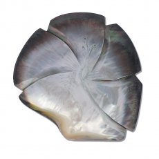 Gravierte Tahiti-Perlmutt - 11.5 x 11.7 cm