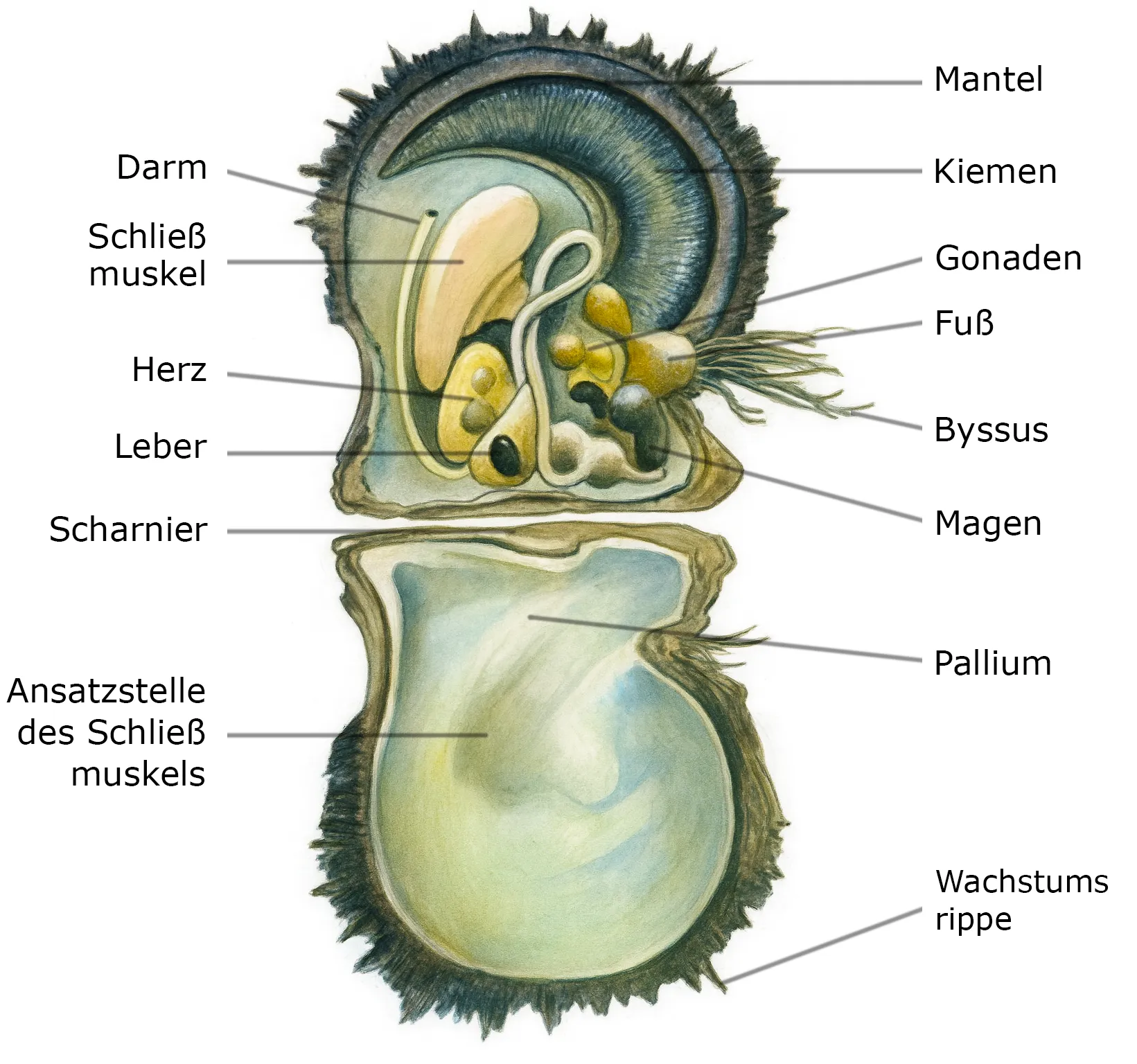 Anatomie der Pinctada Margaritifera