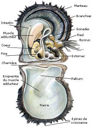 Anatomie de Pinctada Margaritifera Anatomie de Pinctada Margaritifera
