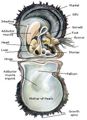 Anatomie der Pinctada Margaritifera