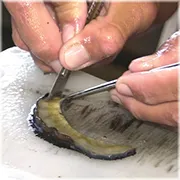 Vorbereitung des Pfropfens